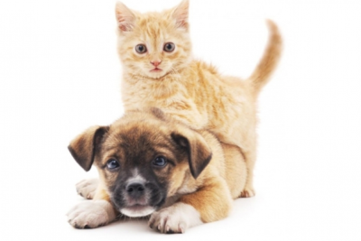 Mənzilində heyvan saxlayanlar CƏRİMƏLƏNƏ BİLƏR