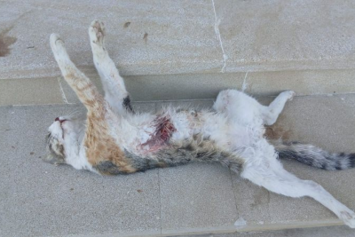 Sumqayıtda yenə manyak peyda olub?