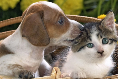 Heyvanlara işgəncə edənlərin nəzərinə - Cəzalar SƏRTLƏŞDİRİLİB