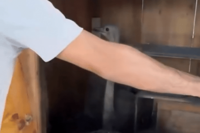 Sumqayıtda qanunsuz saxlanılan dəvəquşları aşkarlanıb