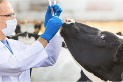 Dabaq xəstəliyi insanlara yoluxa bilər?