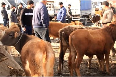 Bu gündən heyvan bazarları bağlanır
