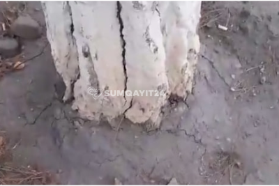 Sumqayıt parkında ağacları kəsmək üçün dibinə sement tökülür - İDDİA