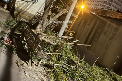 Sumqayıtda sağlam ağaclar da budanır- İDDİA