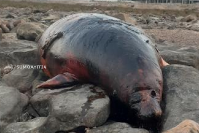 Sumqayıtda ölü suiti aşkarlanıb