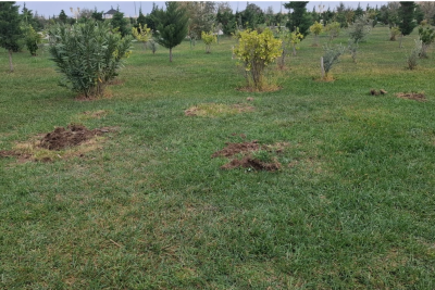 Sumqayıtın bulvar ərazisində ağacların qanunsuz kəsilməsi AŞKARLANIB