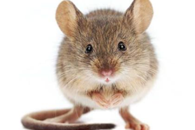 Sumqayıtda siçanlar binanı ZƏBT EDİBLƏR