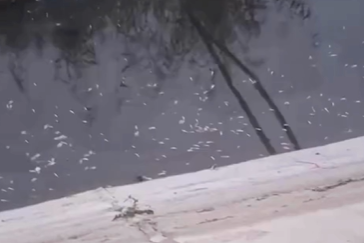 Sumqayıtda balıqlar kütləvi TƏLƏF OLDU - Sakinlərdən QORXULU iddia