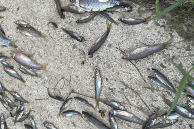 Saraydan keçən kanalda balıqların kütləvi tələfi ARAŞDIRILIR