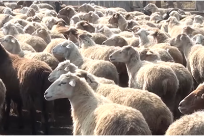 Sumqayıtlı sahibkarın fermasına yırtıcılar HÜCUM EDİB