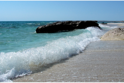 Xəzər dənizində bu balığın ovlanması qadağan edildi