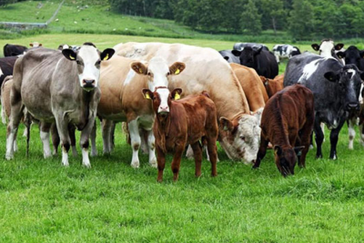 "Mal bazarları"nın fəaliyyəti nə vaxt bərpa olunacaq?- AÇIQLAMA
