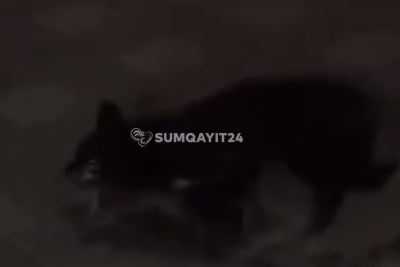 Sumqayıtda heyvanları zəhərləyib öldürürlər - İDDİA