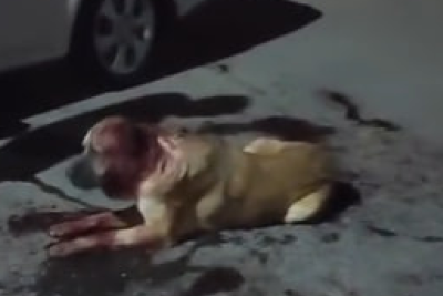 Sumqayıtda qurum əməkdaşları itləri GÜLLƏLƏYİBLƏR? - İDDİA