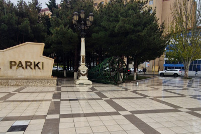 Sumqayıtlıların "sevimli" küknarı...