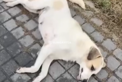 Sumqayıtda itlərin "soyqırımı" davam edir