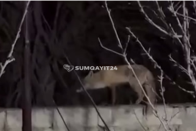 Sumqayıtda sakinləri təşvişə salan gözlənilməz qonaq