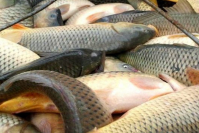 Balıq ovu üçün kvota təsdiqlənib