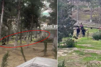Nəsimi parkında ağaclar niyə kəsilir?- RƏSMİ CAVAB