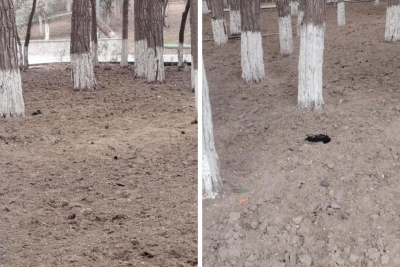 Şəhərdə sirli ölüm: Sumqayıtda qarğalar niyə tələf olur?