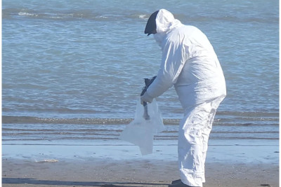 Sumqayıtda quşlar tələf olur - AQTA hərəkətə keçdi