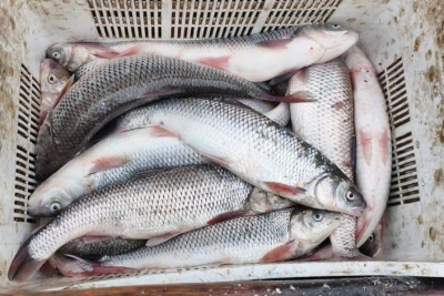 Sumqayıtda və Novxanıda qanunsuz ovla məşğul olanlar CƏZALANDIRILDI