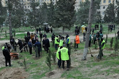 Sumqayıtda ağacəkmə aksiyası keçirildi