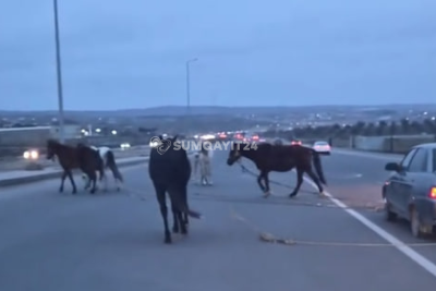 Sarayda gözlənilməz mənzərə: Yolda atlar "peyda oldu"