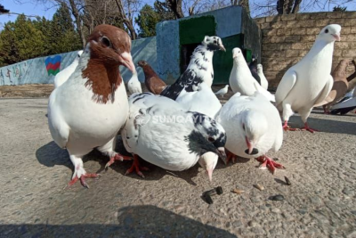"Sülh rəmzi"nin şəhəri - Sumqayıtda quşbazlıq ənənəsi yaşayır