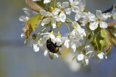 Sabah 17 dərəcə isti olacaq