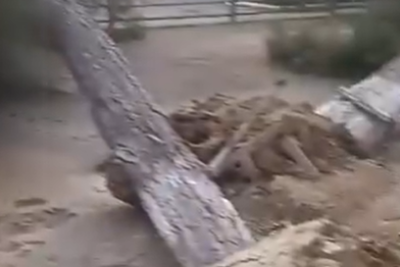 "Əyri Dom" arxasında ağac vandallığı - İDDİA