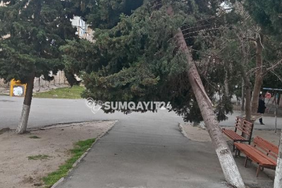 "Gözləyirlər ki, kimsə ağacın altında qalsın" - ŞİKAYƏT