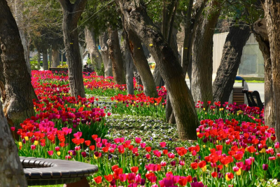 Sumqayıtda yaşıllıqların salınmasına milyon manat vəsait ayrılır