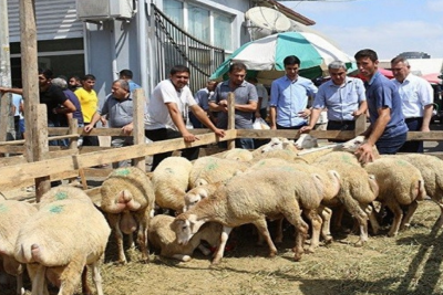 Sumqayıtda qurbanlıq heyvanların satışı və kəsimi bu ünvanlarda olacaq