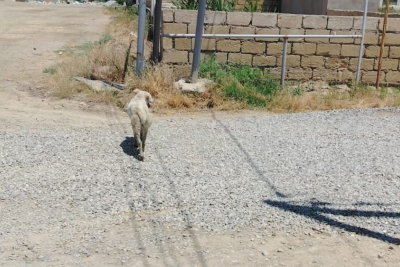 Sarayda itlər yeniyetməyə cumdu - Vəziyyəti AĞIRDIR