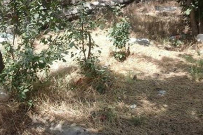 Sumqayıtın iki küçəsində yaşıllıqlar məhv edilib