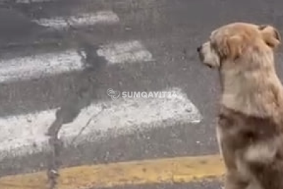 Sumqayıtda it yolu belə keçdi