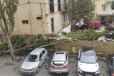 Sumqayıtda günlərdir aşan ağacdan şikayət